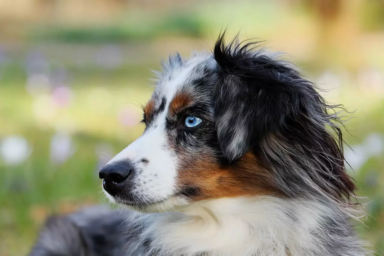 A Compelling Comparison of Dog Food Giants: Science Diet vs. Nutro