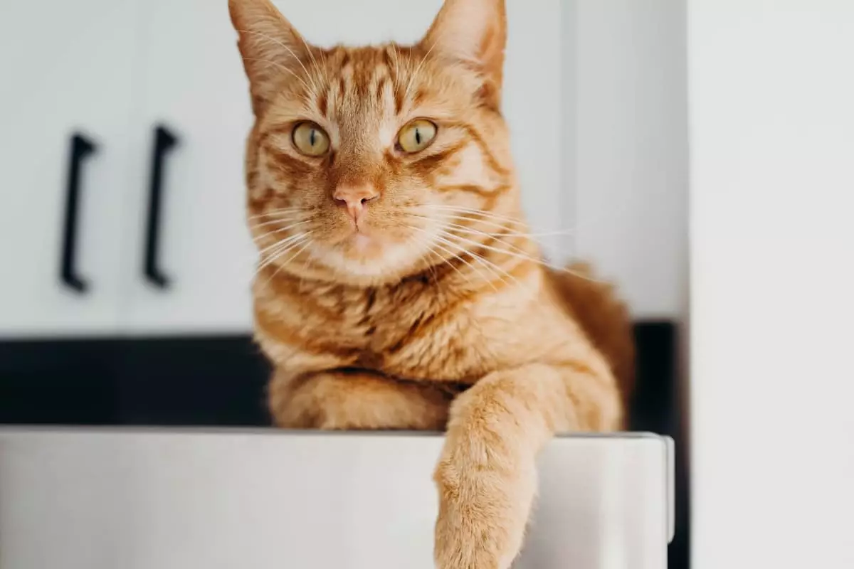 The Unfiltered Truth: Why Cats Make the Best Tyrants in Our Homes