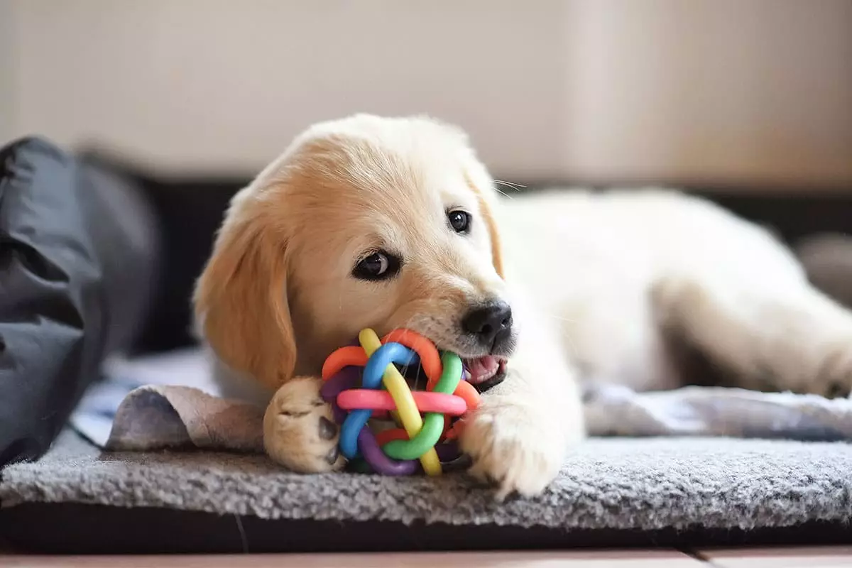 Unlocking the Joy: The Heartwarming Habit of Dogs in Hiding
