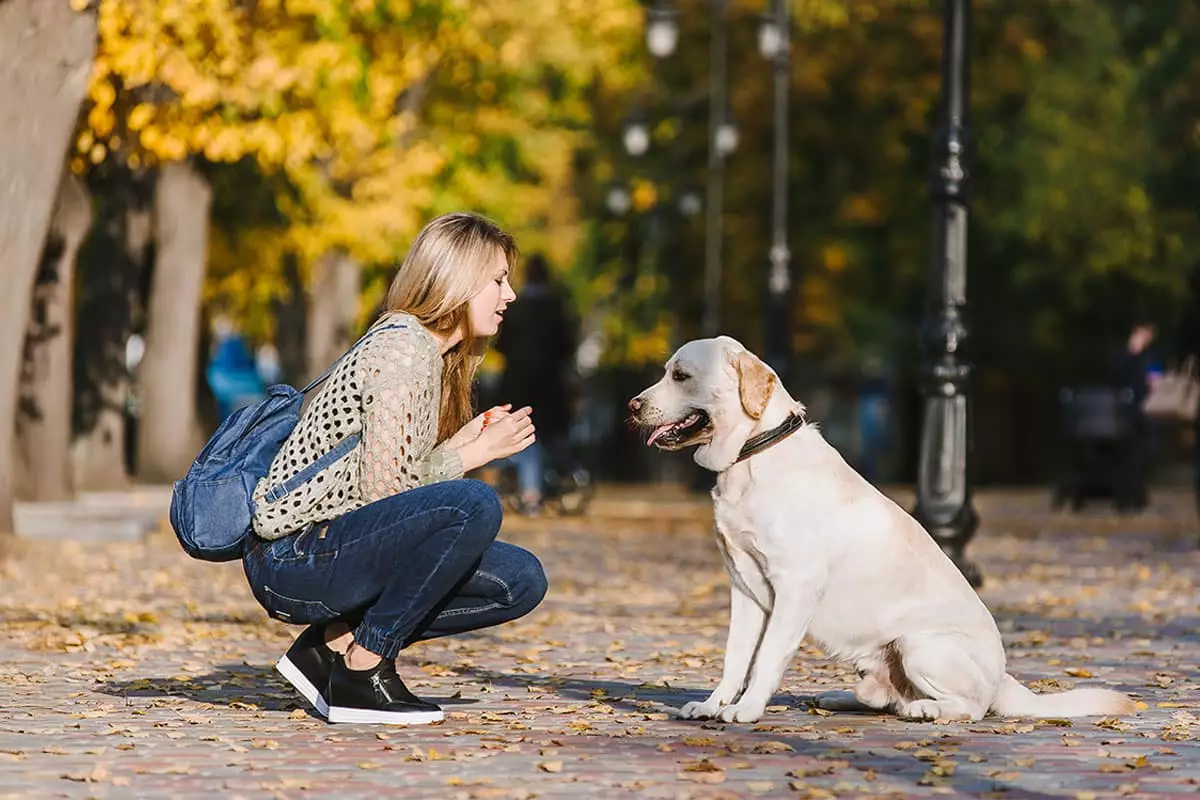 Unbreakable Bonds: The Joy of Having Clingy Canine Companions