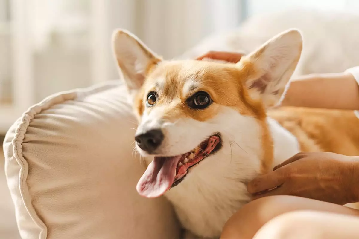 Unleashing Joy: The Most Irresistible Dog Smiles