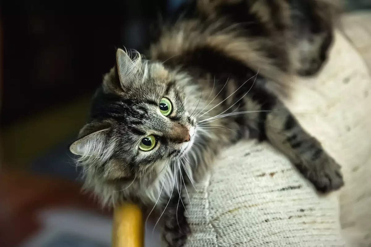 The Purrfect Sovereignty: Understanding the Royal Nature of Cats