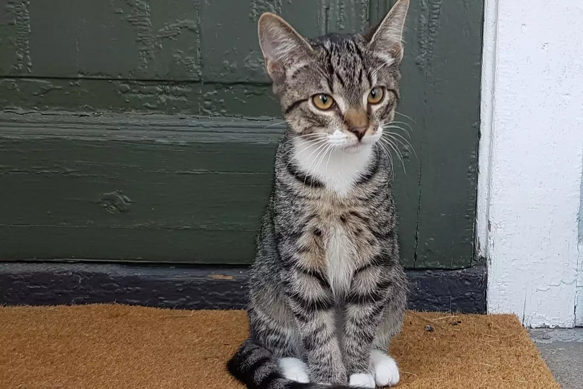 The Doorway Dilemma: A Cat’s Quest for Control
