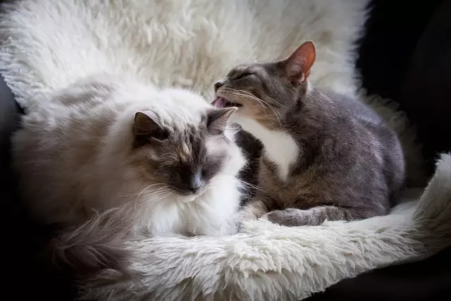 Creating Harmony: Essential Tips for a Happy Multi-Cat Household