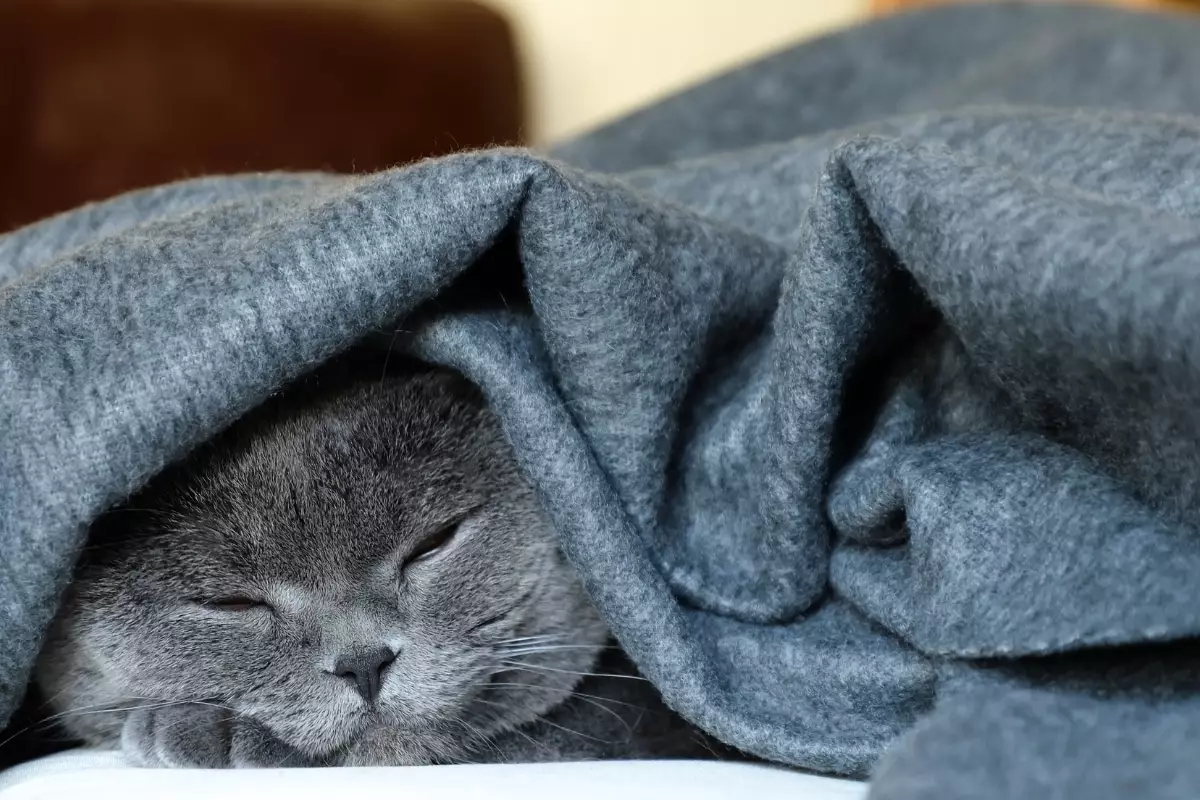 The Majesty of Cat Napping: A Feline’s Guide to Ultimate Relaxation