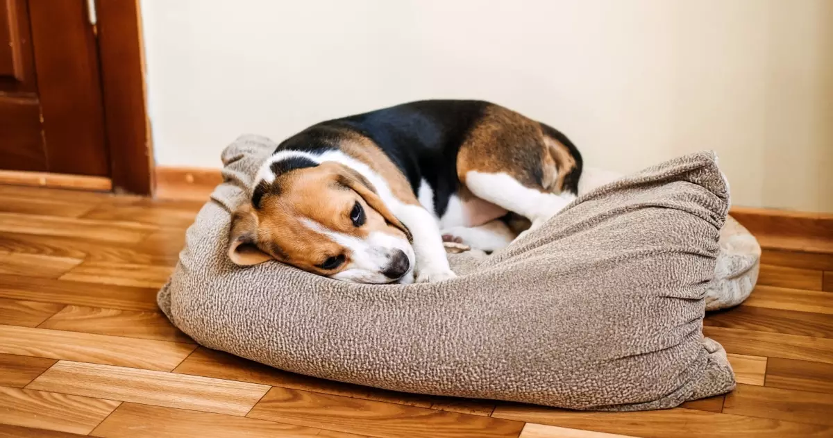 A Comprehensive Guide to Protecting Your Dog from Kennel Cough