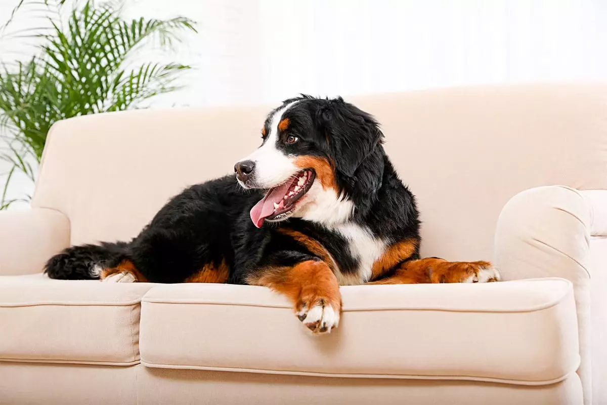 Serenity on Four Legs: The Tranquil Dog Breeds for Busy Households