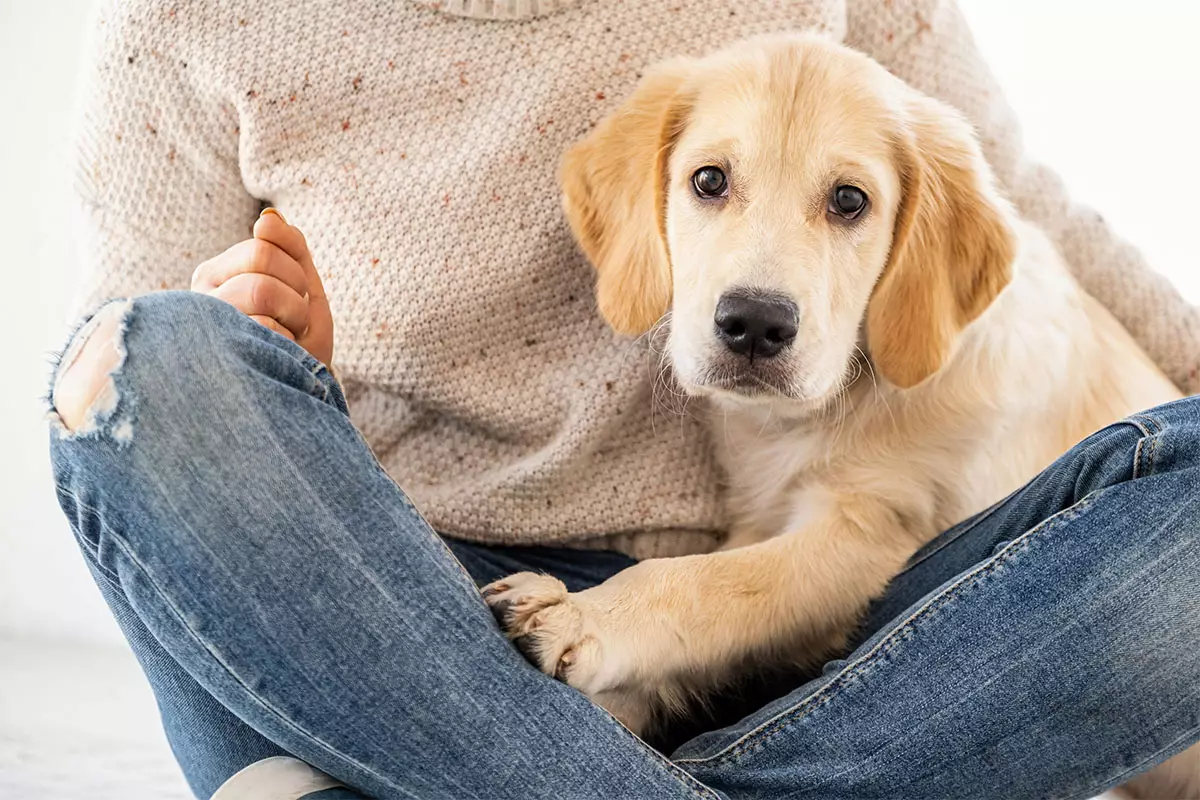 The Deep Connection: How Our Dogs Become Emotional Detectives