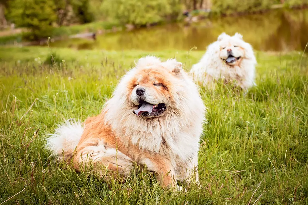 Find Your Cozy Companion: The Ultimate Guide to Mellow Dog Breeds