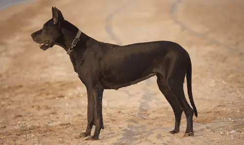 Embracing Love and Loss: The Heart-Wrenching Truth About Dog Lifespans