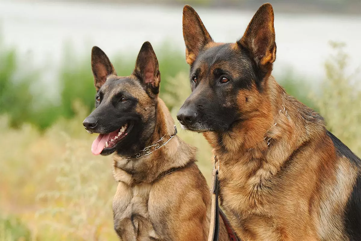 Unyielding Courage: The Might and Heart of Working Dogs