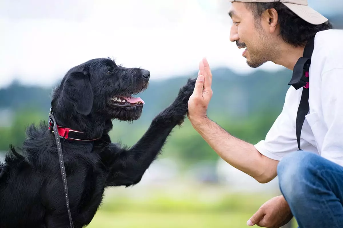 Unleashing Love: The Joyful Chaos of Being a Dog Parent