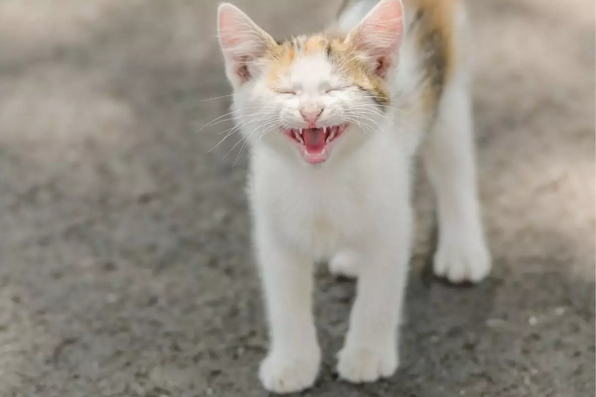Unlocking the Joyful Mystery: Why Your Cat Loves to Meow