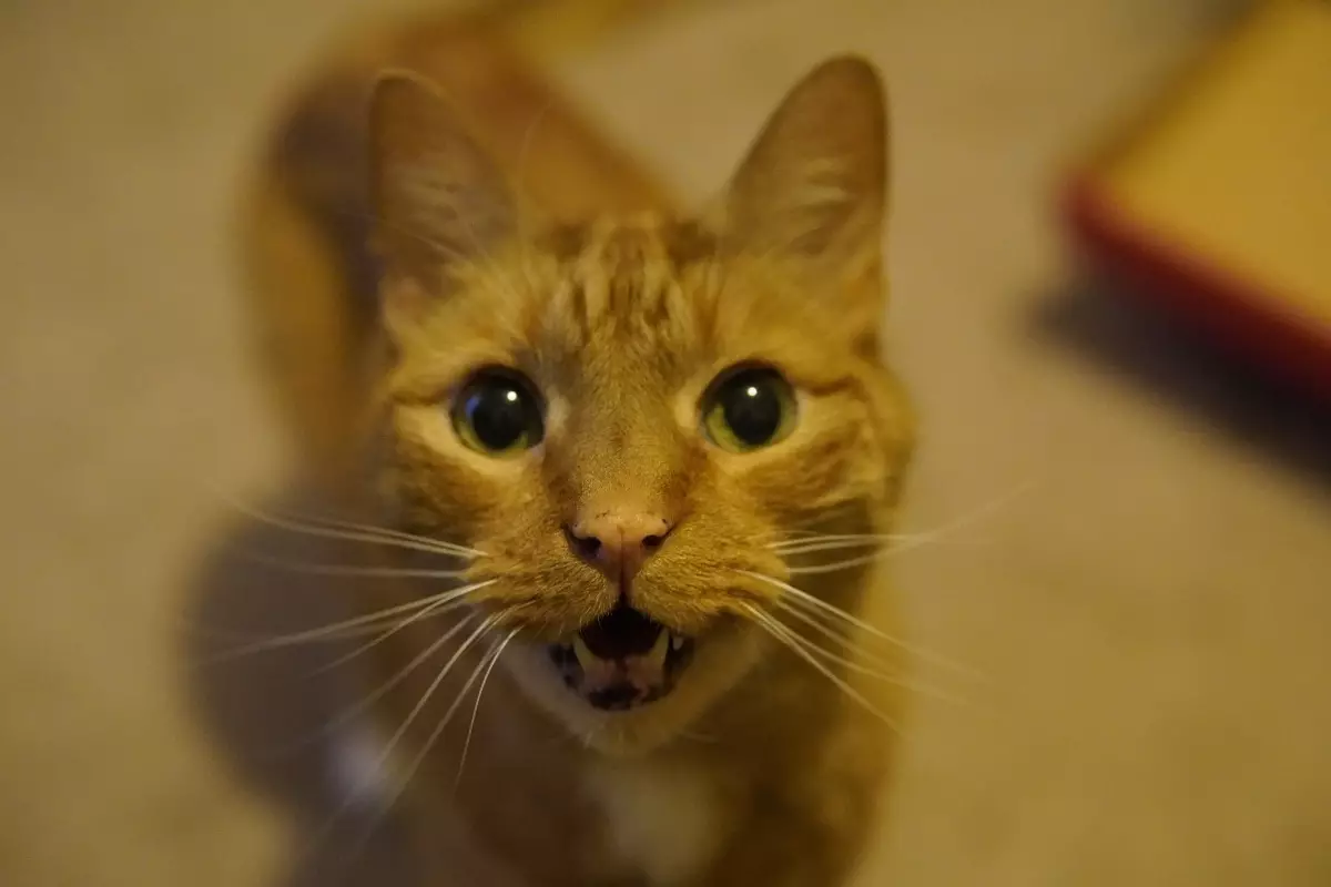 Unyielding Charm: The Art of Cats Winning Hearts and Minds