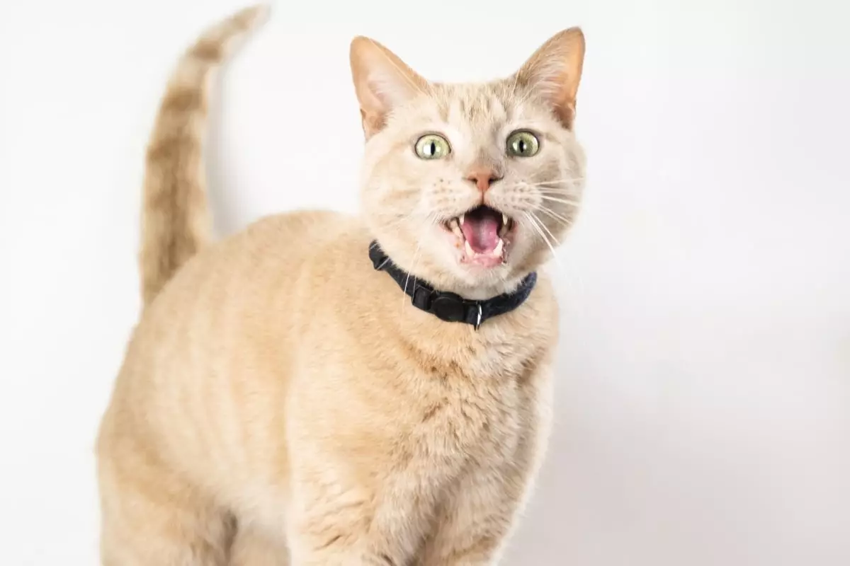 The Hilarious Chronicles of Feline Conversations