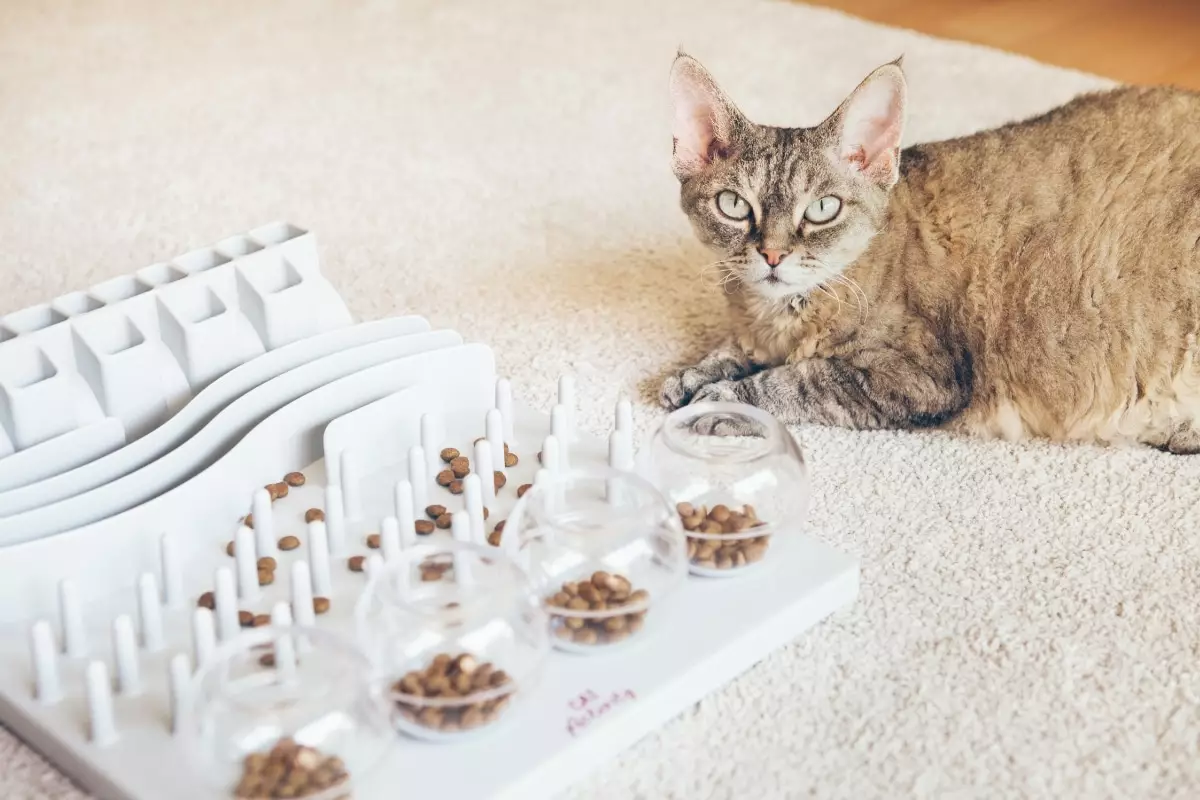 The Purring Tyrants: How Cats Skillfully Dominate Our Lives