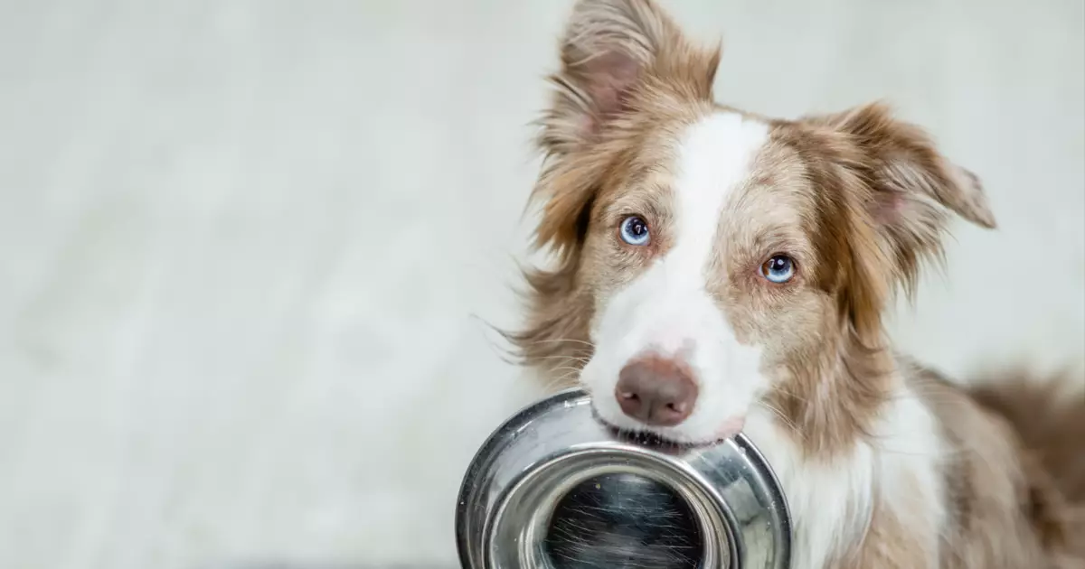 Essential Strategies for Managing Canine Diabetes: A Healthier Path for Your Furry Friend