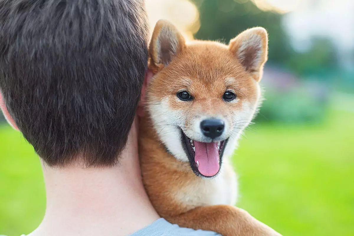 Unleashing Joy: The Irresistible Charm of Quirky Dogs