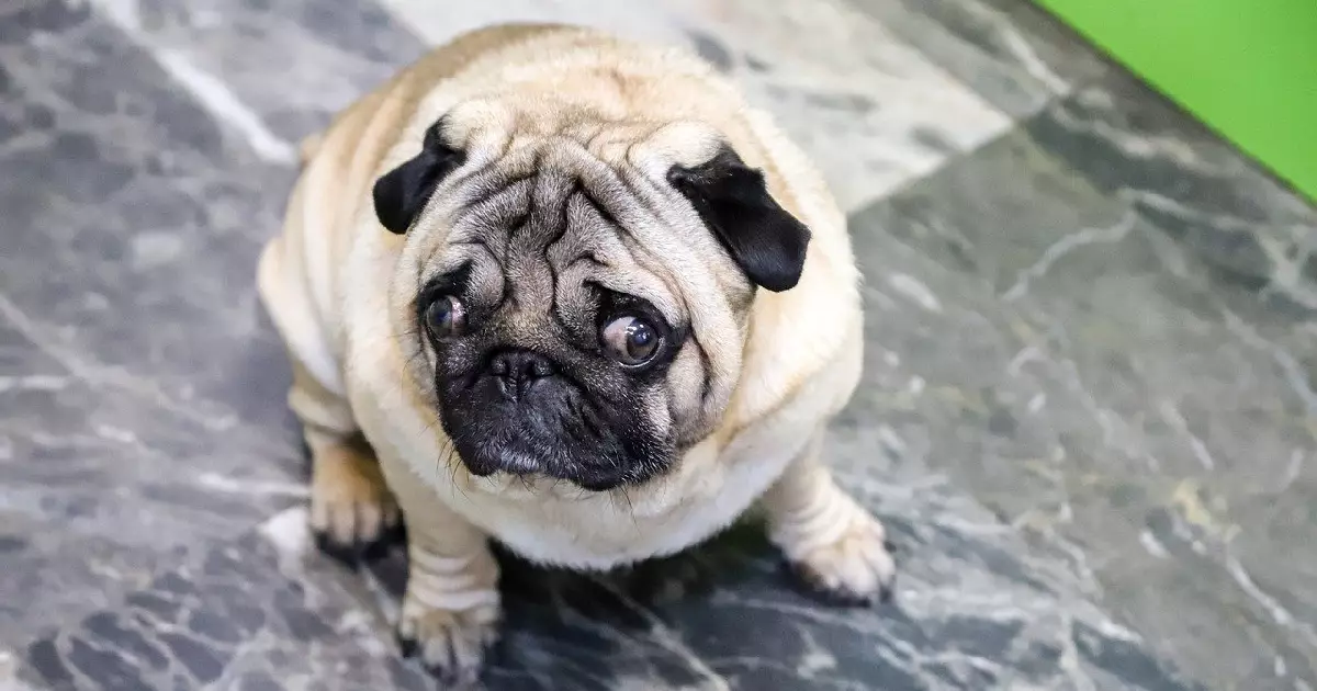Understanding Your Dog’s Rear: The Powerful Reasons Behind Butt Licking