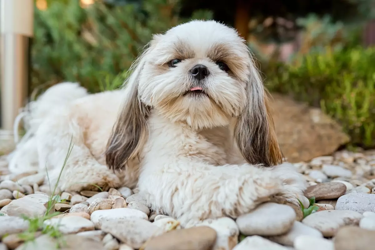 Unleash Joy: Discover the Tiny Dog Breeds That Pack a Big Punch