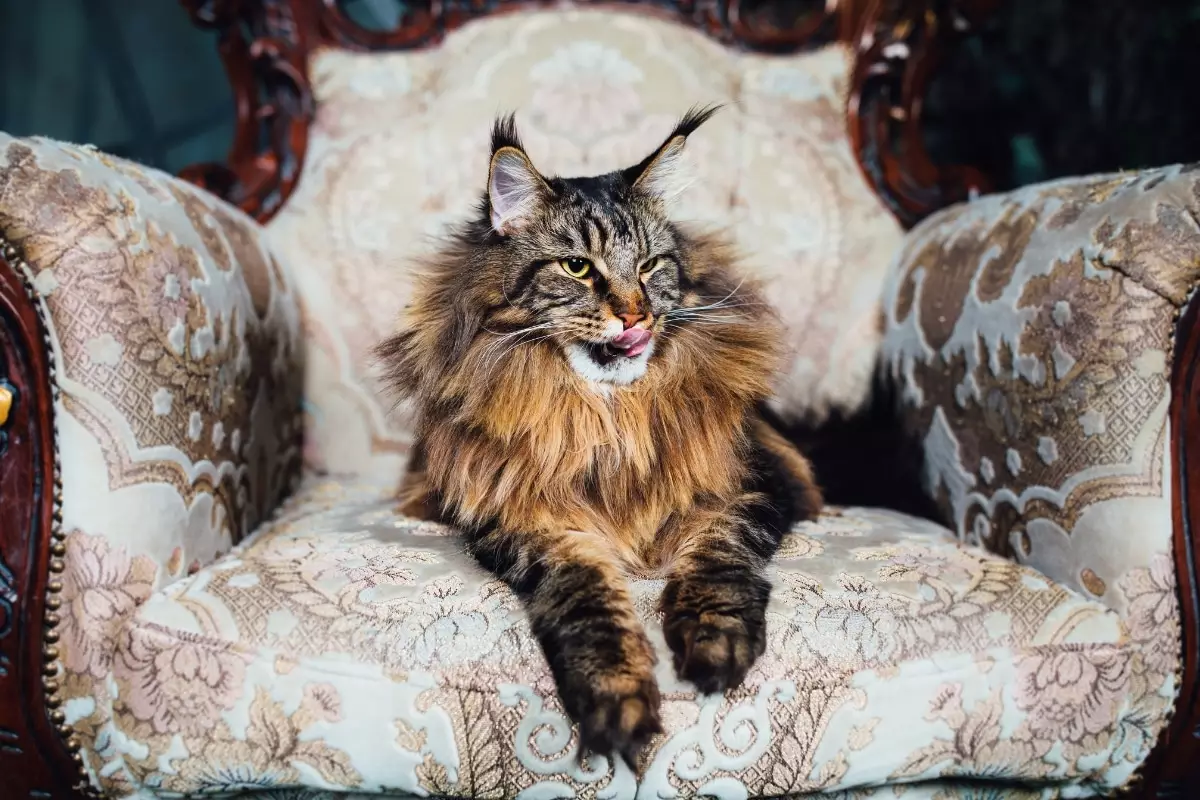 Majestic Companions: The Royal Attitude of Cats
