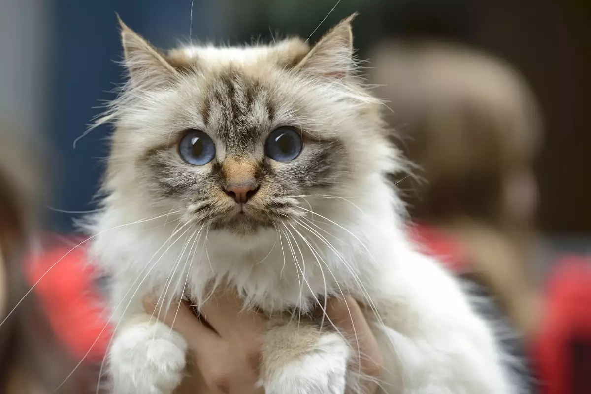 Feline Fascination: The Surprising Joy of Embracing Cat Companionship