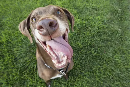 Understanding the Disturbing Habit of Dogs Eating Feces: Insight and Solutions