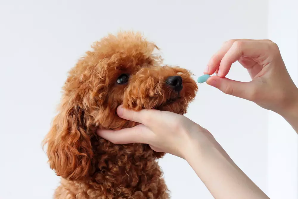 Unlock Exceptional Savings on Your Dog’s Heart Medication!