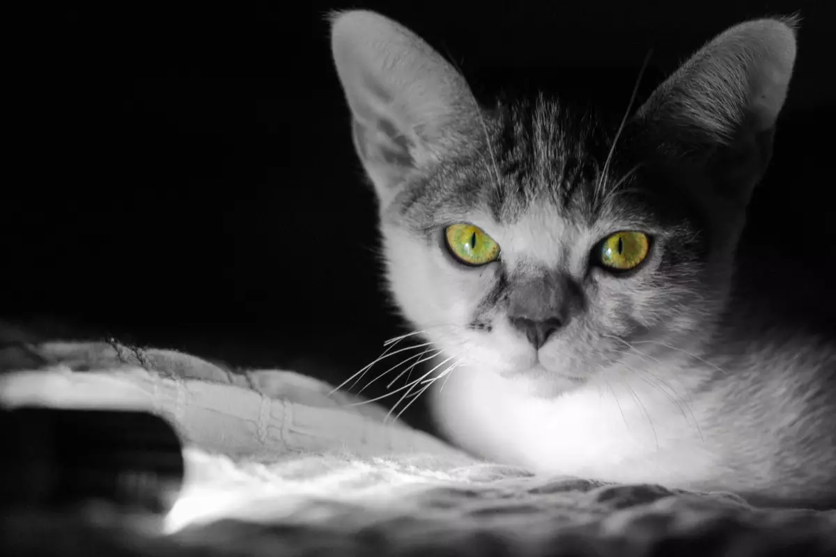 Cats Unleashed: The Whimsical Nature of Feline Door-Dashers