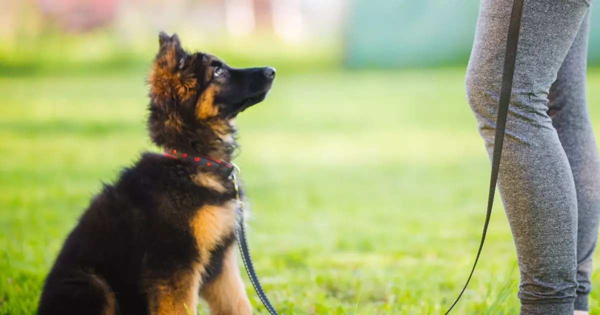 Transform Your Dog Training Experience with Empowering Online Methods