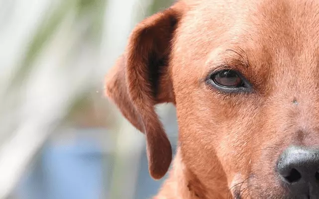 Unlocking the Canine Mind: Understanding Why Dogs Dislike Certain People