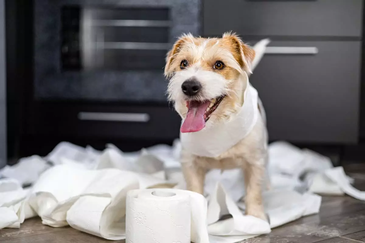 The Delightful Mischief of Snack-Stealing Dogs: Masters of the Food Heist