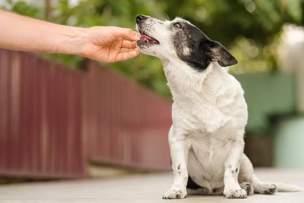 Transform Your Dog’s Health with Powerful Quercetin Supplements