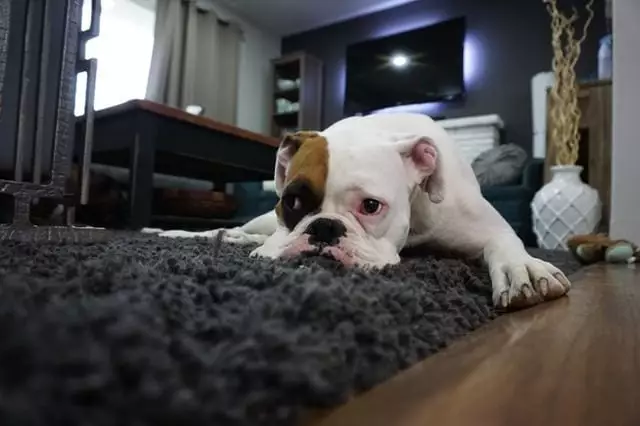 Understanding Your Canine: The Hidden Signs of Distress