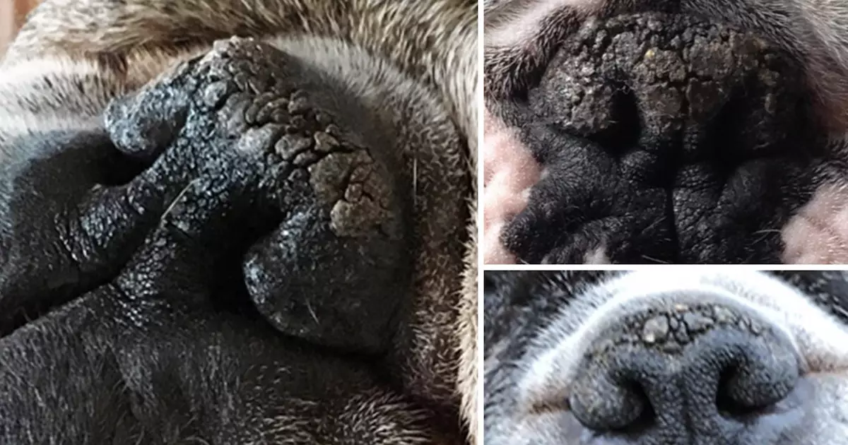 Transformative Solutions for Your Dog’s Crusty Snout