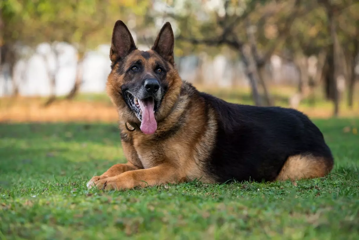 Unbreakable Bonds: The Heartfelt Loyalty of Our Canine Companions