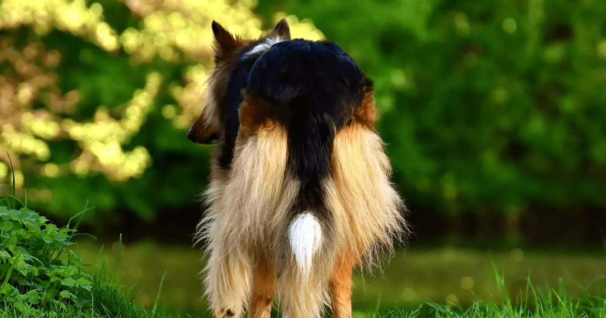 The Joy of Grooming: Embracing the Beauty and Challenges of Long-Haired Dogs