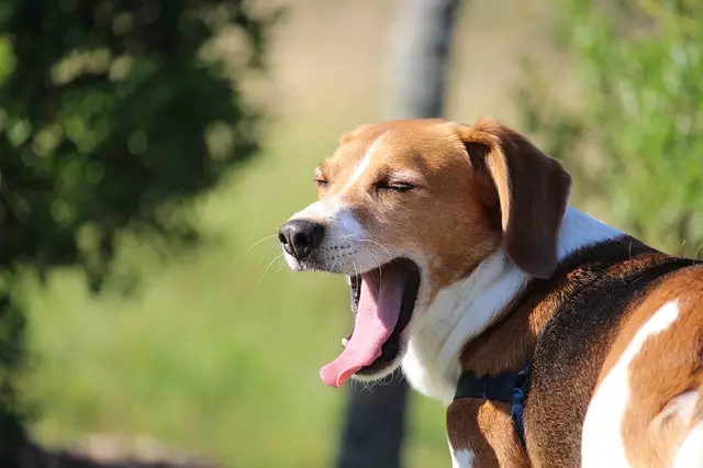 Unlocking the Mystery Behind Your Dog’s Burps: What Every Pet Owner Should Know