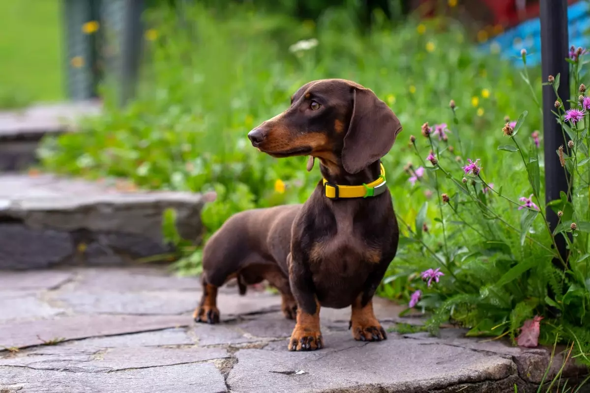 Unleashing Canine Charisma: The Most Delightfully Dramatic Dog Breeds