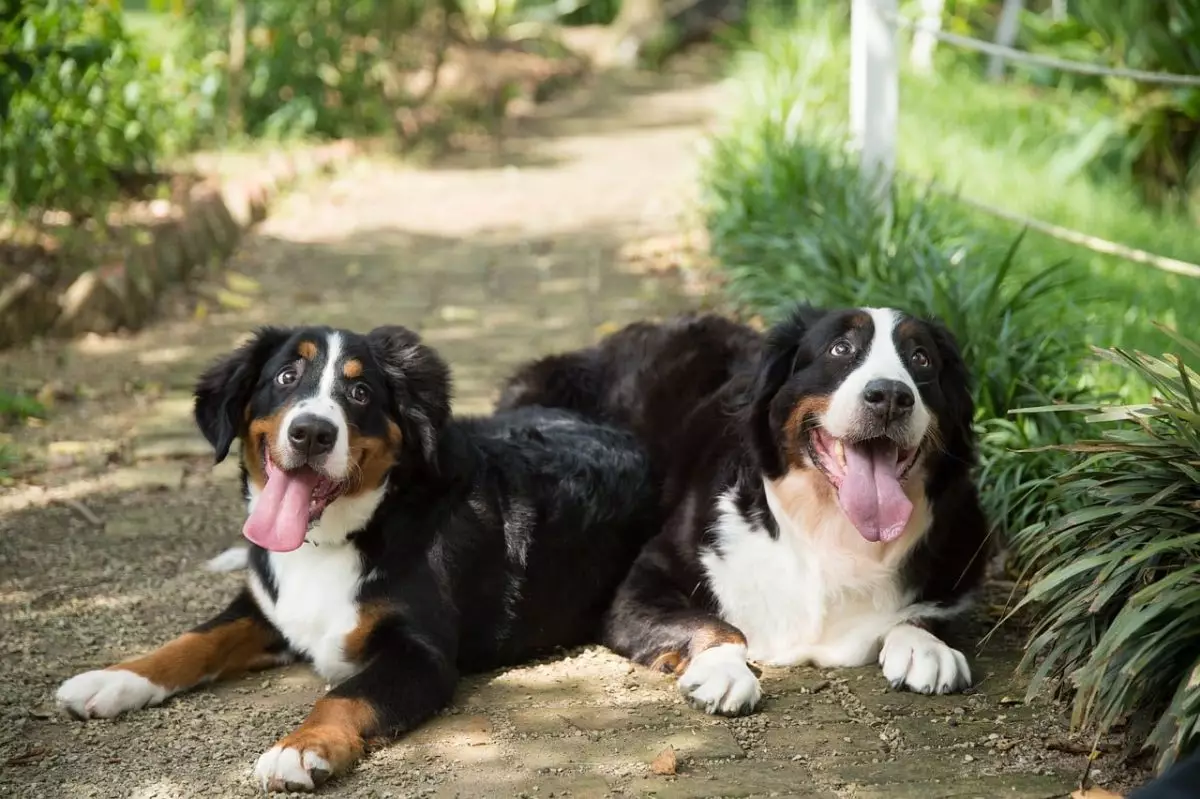 The Unparalleled Power of Canine Charm: How Dogs Transform Ordinary Encounters into Moments of Joy