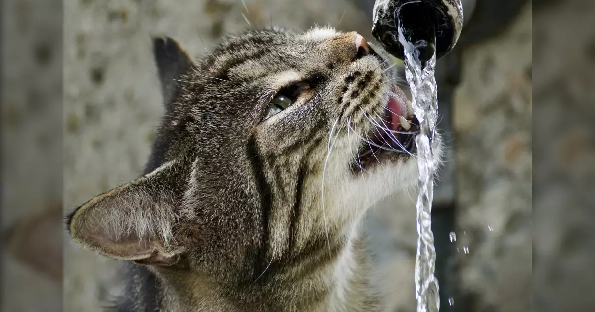 Transform Your Cat’s Water Fountain into a Thriving Oasis: The Secret to Eliminating Slime and Ensuring Feline Happiness