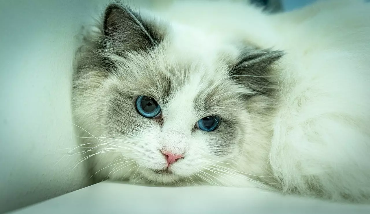 Unleashing the Voice: Discover the Most Charismatic and Vocal Cat Breeds