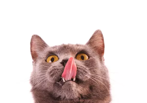 The Hidden Language of Cats: Unlocking Their Deep-Rooted Bonds