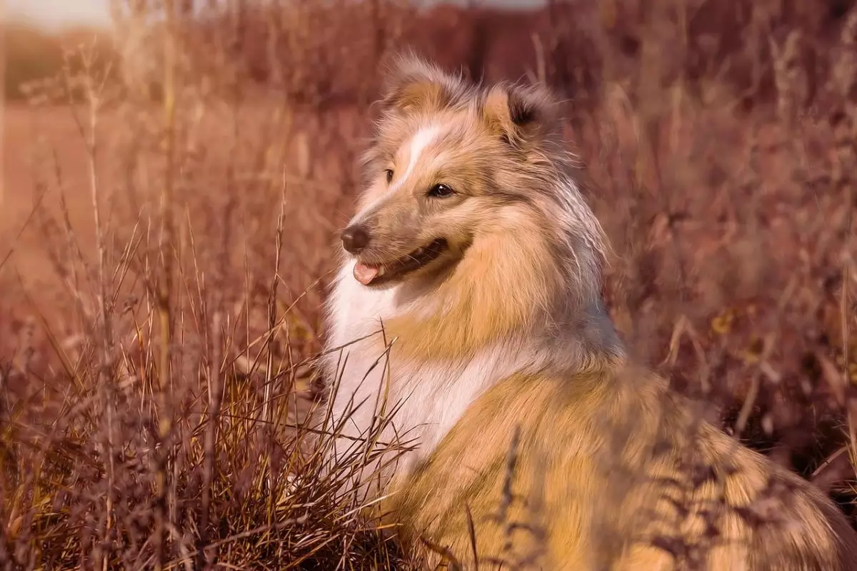 The Power of Sensitivity: How Gentle Dogs Transform Our Lives