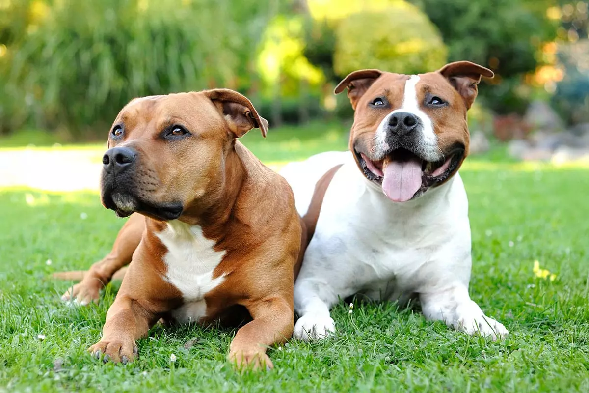 Uncovering the Heartbeat of Truly Remarkable Dogs: The Power of Connection