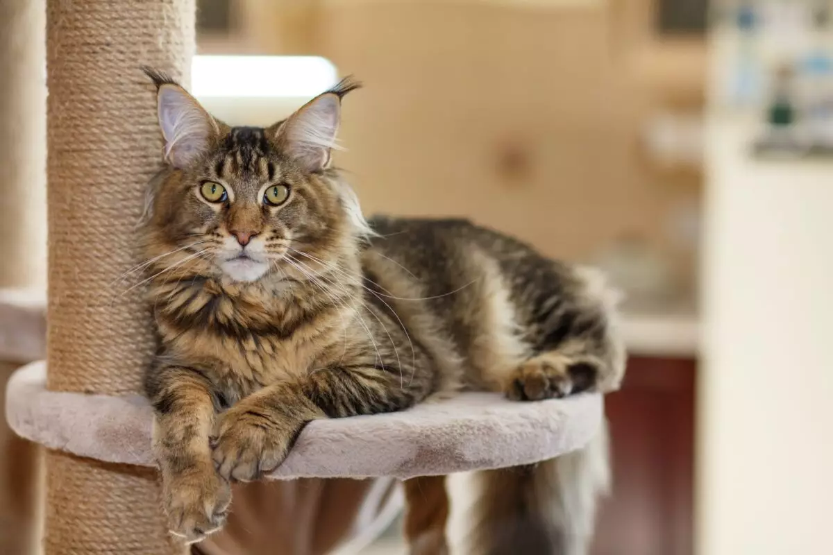 Discover the Serenity: Ten Remarkable Cats That Embody Calm and Affection