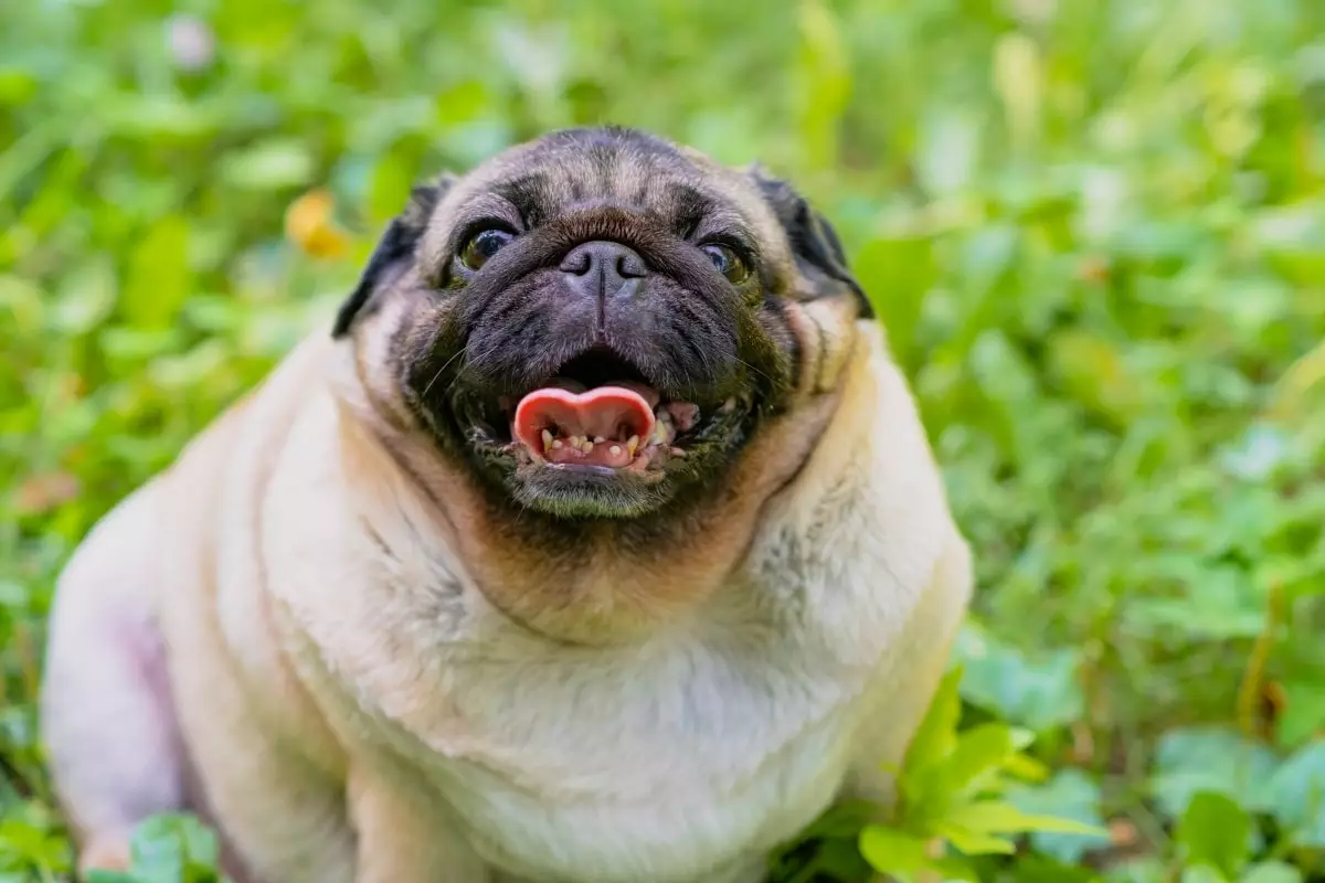 Unleashing Eternal Joy: How Playful Dogs Break Age Barriers with Their Timeless Spirit