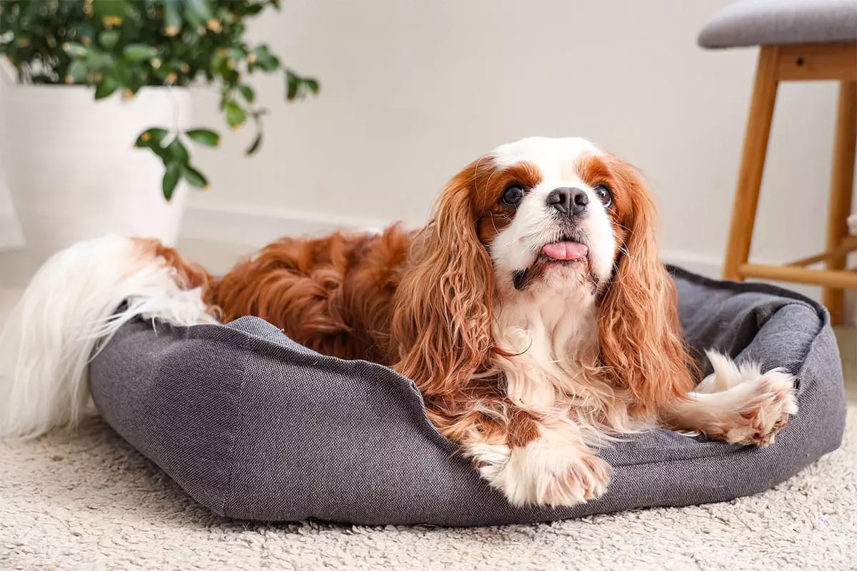 Unconditional Devotion: Embracing the Deep Bond of Clingy Dog Breeds