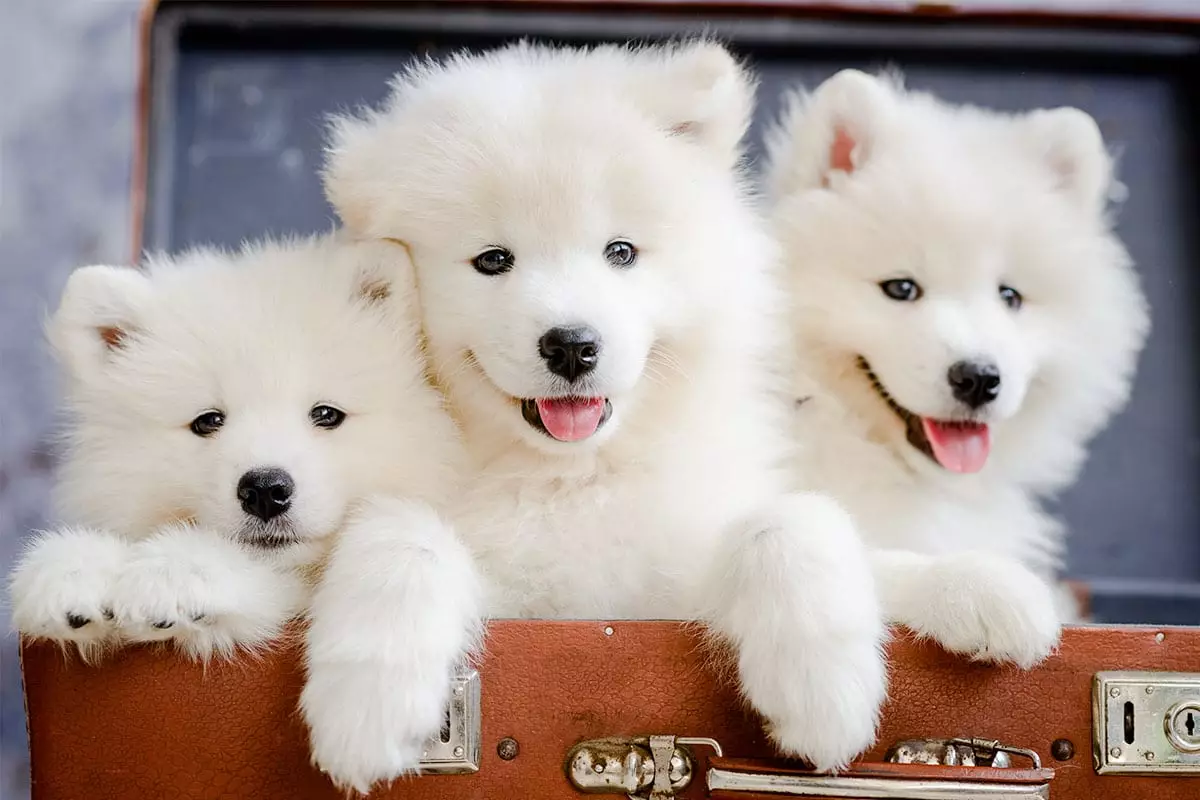The Power of Canine Expressions: Why Certain Dogs Make Us Feel Truly Loved