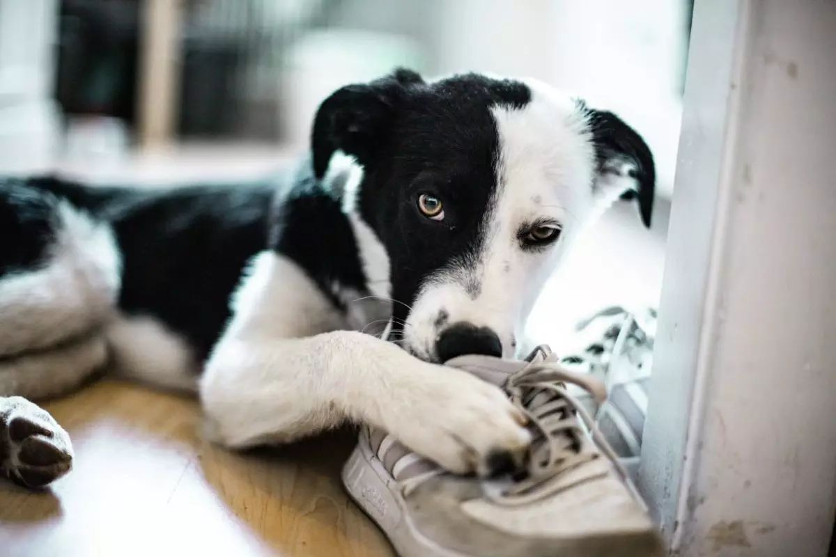 The Extraordinary Power of a Dog’s Nose: Unlocking a World Beyond Human Perception